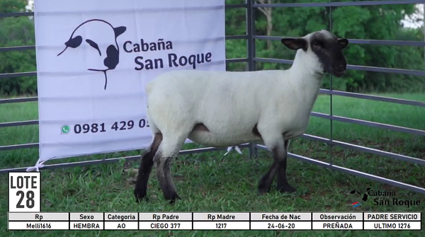 Lote LOTE 28