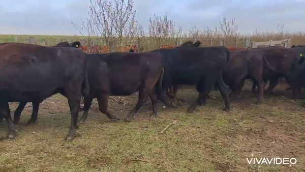 Lote 67 Vaquillonas preñadas
