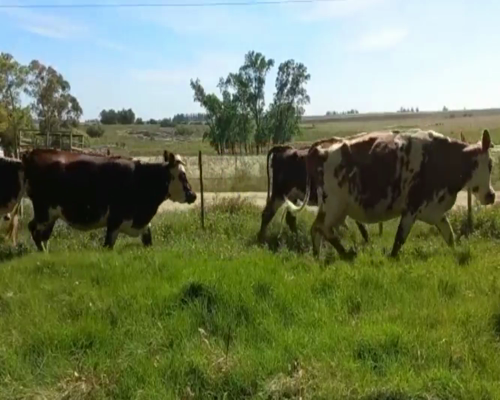 Lote Vacas de Invernada