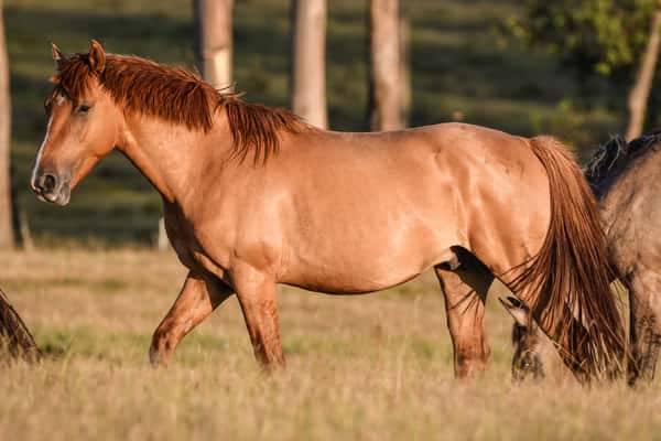 Lote MANGRULLO OSOBUCO