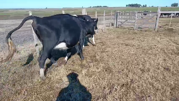 Lote 2 Vaquillonas  Holando a remate en Pantalla Camy 400kg -  en Ruta 23 Km 120