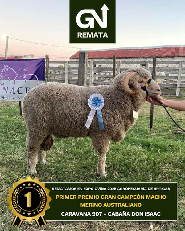 Lote DON ISAAC