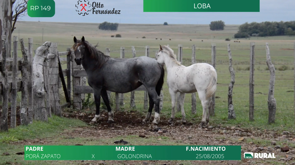 Lote Loba