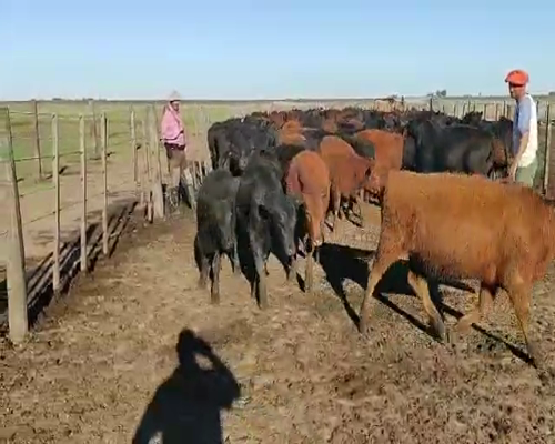 Lote 100 Terneras en Laprida, Buenos Aires