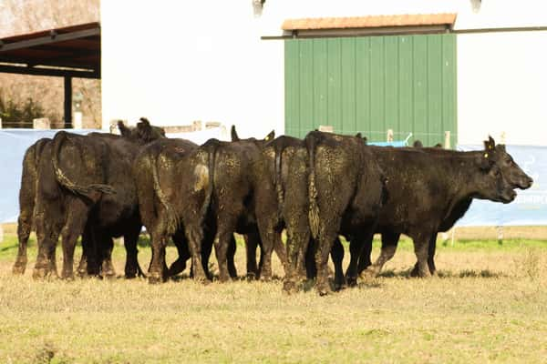 Lote CABAÑA “COEMBOTÁ” de Calderón: 10 VAQUILLAS MAS PREÑADAS