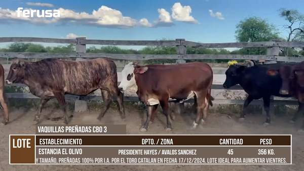 Lote LOTE 1