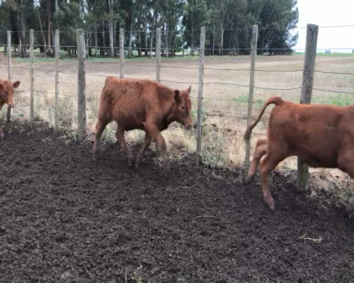 Lote 93 Terneros en Espartillar, Buenos Aires