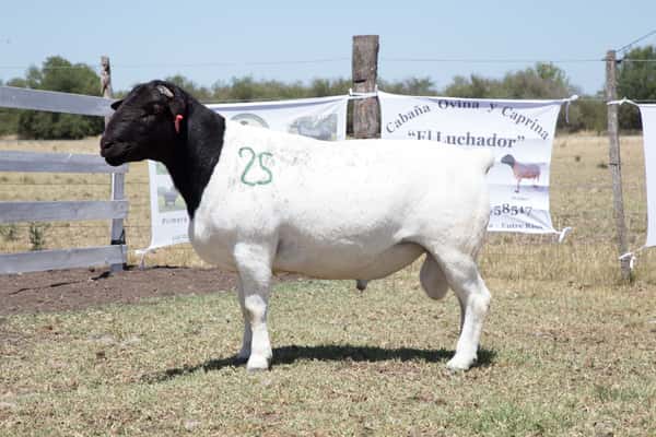 ClicRural - Rematado - OVINO DORPER MACHO PPC