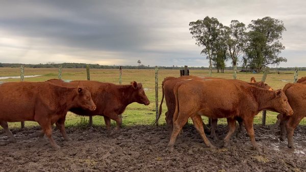 Lote 33 Vaquillonas preñadas en Barrancas, Rocha