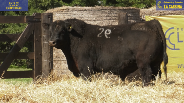 Lote TOROS ANGUS PURO CONTROLADO