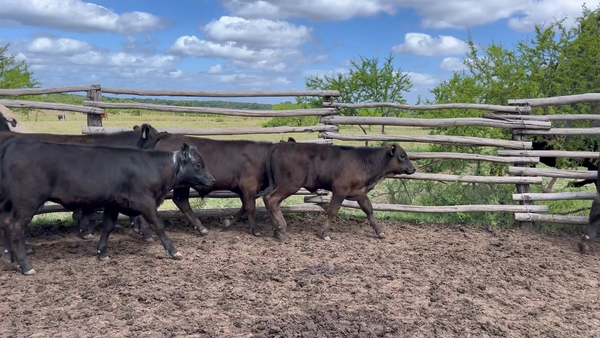 Lote TERNEROS Y TERNERAS