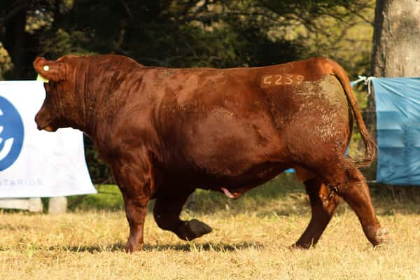 Lote CABAÑA COEMBOTÁ: RP 239