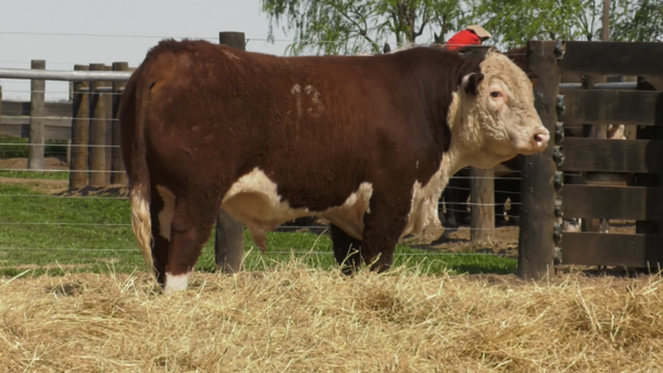 Lote TOROS P. HEREFORD PURO REGISTRADO