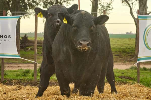 Lote "TRES MOLINOS"  TOROS  P.C.