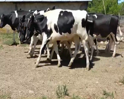 Lote Novillos