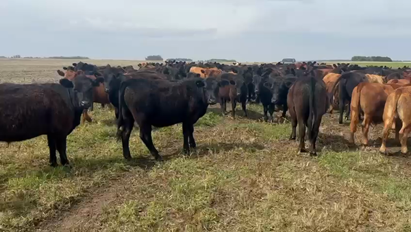 Lote 184 Novillitos