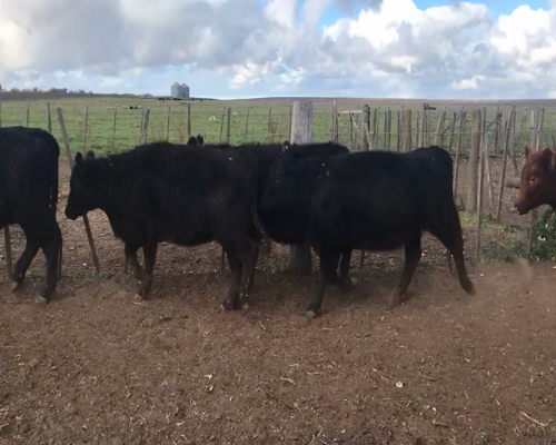 Lote 64 Vaquillonas en Coronel Suarez, Buenos Aires