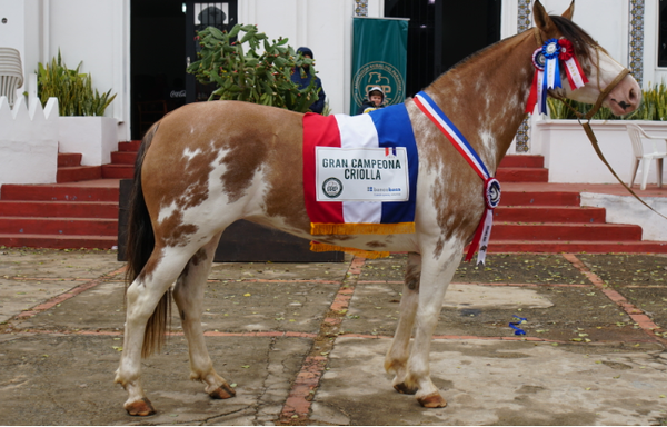 Lote CRIOLLOS PEÑEZ GRAN CAMPEONA  -  EXPO INTERNACIONAL 2022 RP 80 - LOTE B