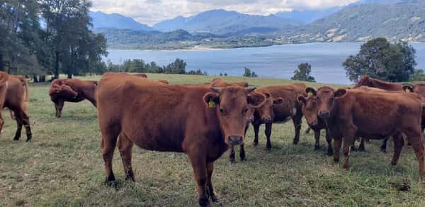Lote 50 Vaquilla Engorda en Futrono, XIV Región Los Ríos