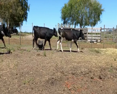 Lote Vaquillonas