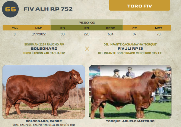 Lote LOTE 66