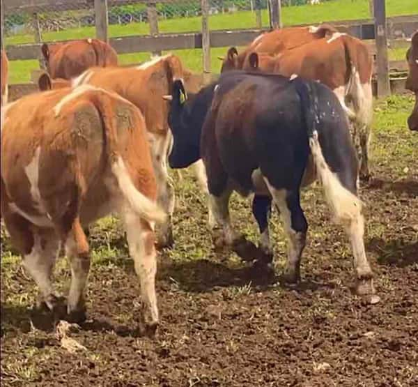 Lote 56 Vaquilla Engorda en Río Bueno, XIV Región Los Ríos