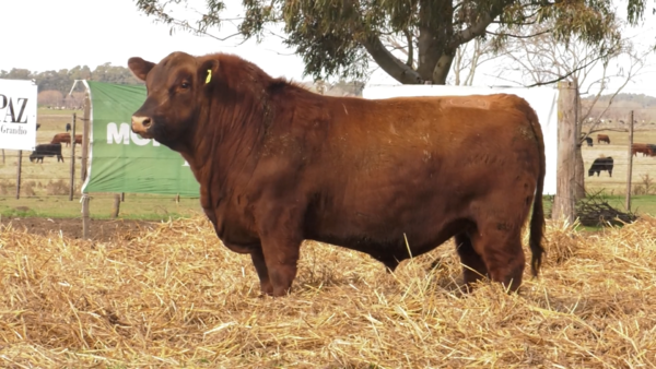 Lote TOROS PUROS POR CRUZA