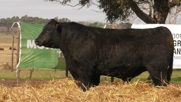 Lote TOROS PUROS POR CRUZA