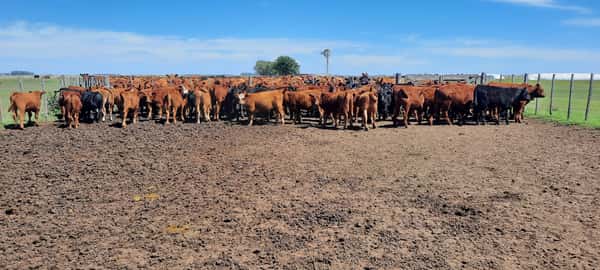 Lote 70 Terneros en Gral. Lamadrid, Buenos Aires