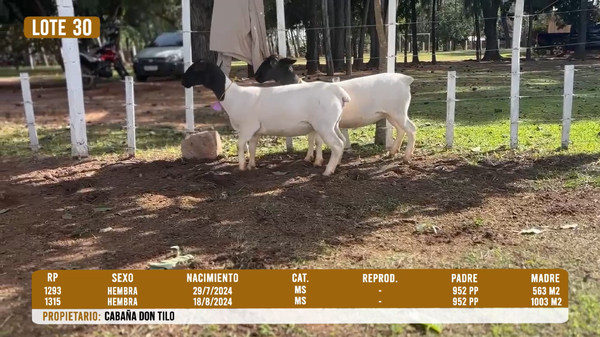 Lote LOTE 30