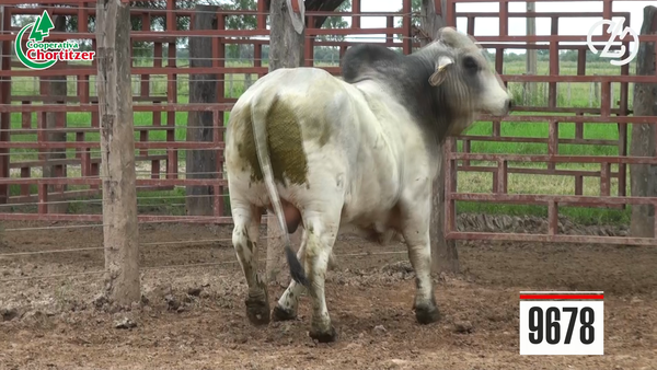 Lote Toros Brahman