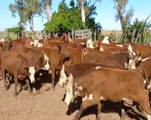 Lote 130 Terneros en Esquina, Corrientes