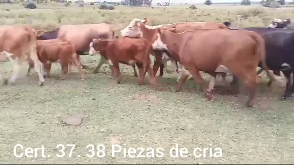 Lote PIEZAS DE CRIA