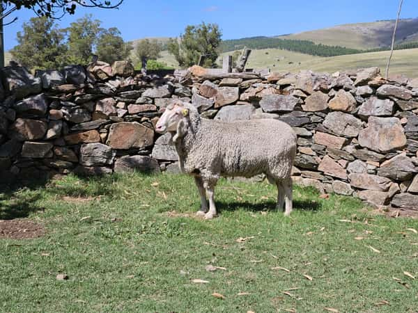 Lote Carneros a remate en Subasta Online - Nambi Guasu, Lavalleja