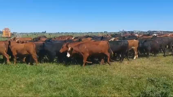 Lote 90 Novillitos