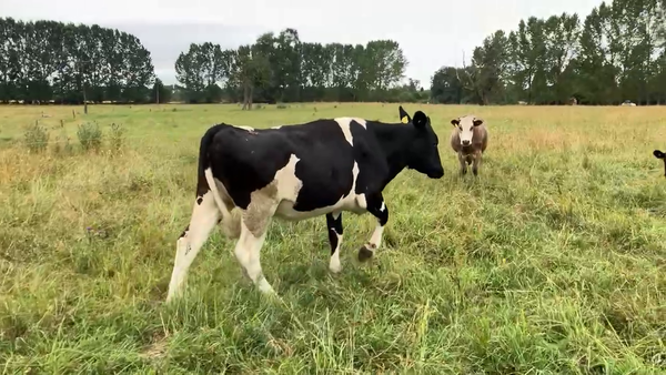 Lote 22 Vaquilla Gorda en Río Bueno, XIV Región Los Ríos