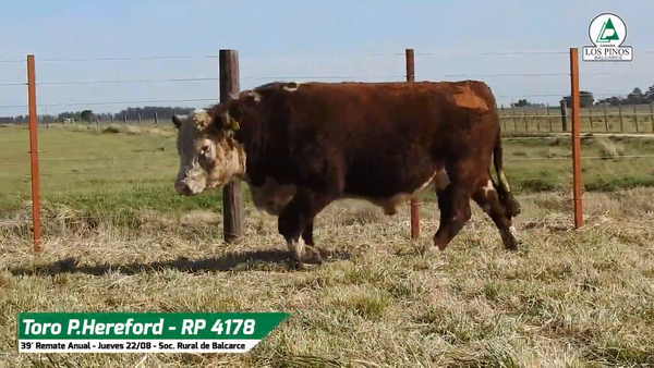 Lote TORO P. HEREFORD