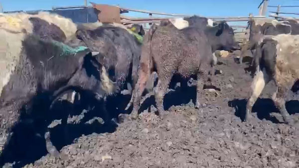 Lote 45 Novillo Gordo en Mostazal, VI Región O-Higgins