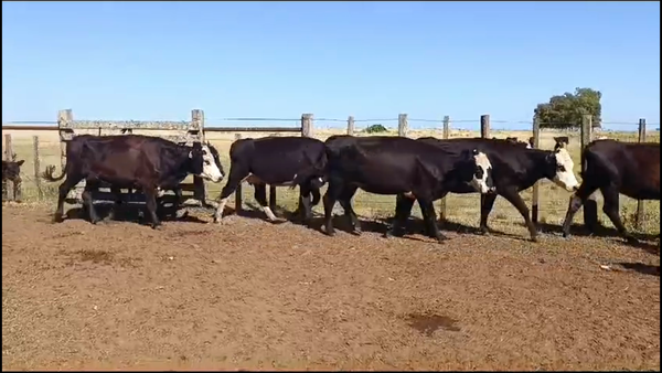 Lote 74 Piezas de cría en Chapicuy, Paysandú