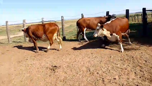 Lote 22 Vacas faena