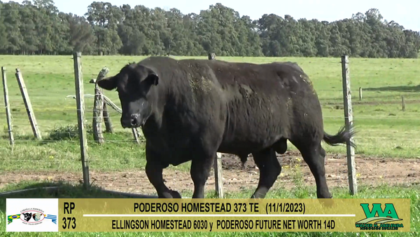 Lote Toros Angus a remate en Cabaña La Poderosa, Florida