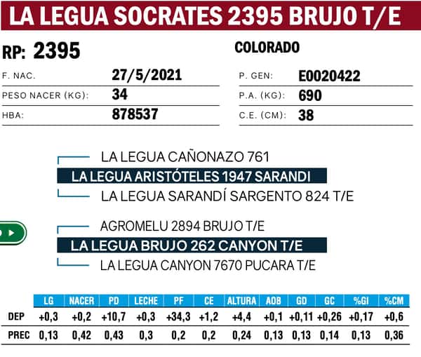 Imagen 7 del Lote Lote TOROS ANGUS PP
