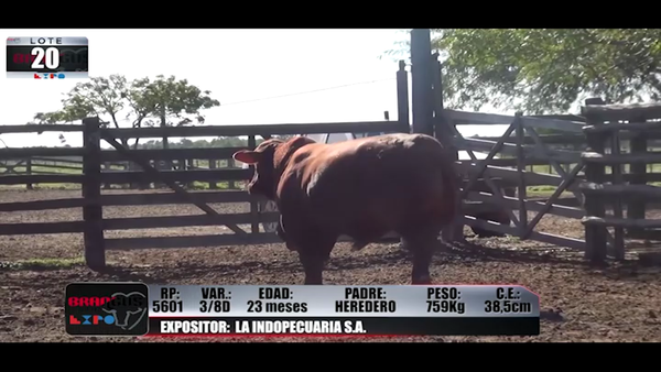 Lote Brangus a Campo Expo 2022 - Lote 20