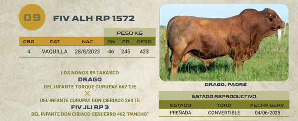 Lote LOTE 9