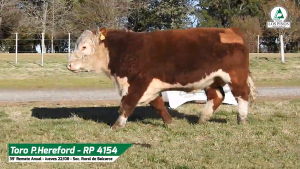 Lote TORO P. HEREFORD