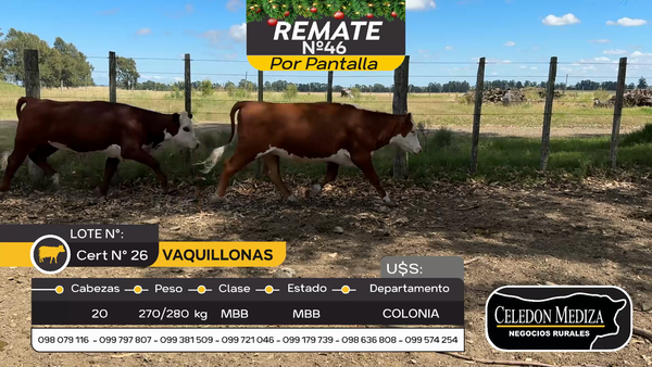 Lote 20 Vaquillonas  en Colonia