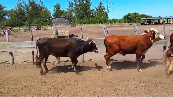 Lote 34 Novillitos