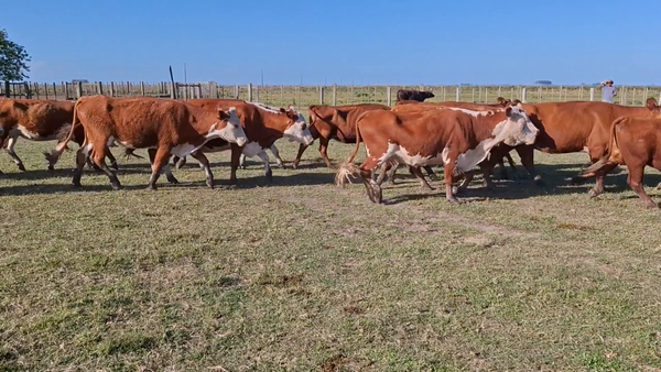 Lote 324 Piezas de cría en Treinta y Tres