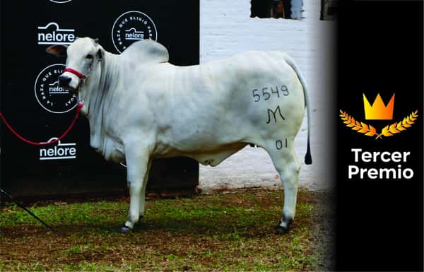 Lote Nelore a Bozal Expo Internacional 2022 RP 5549- Lote 7