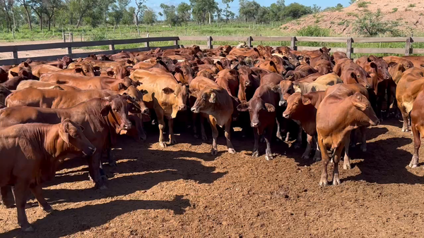 Lote 187 Novillitos en J.J. Castelli, Chaco